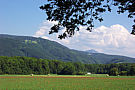 red blooms below mountains in salzburg